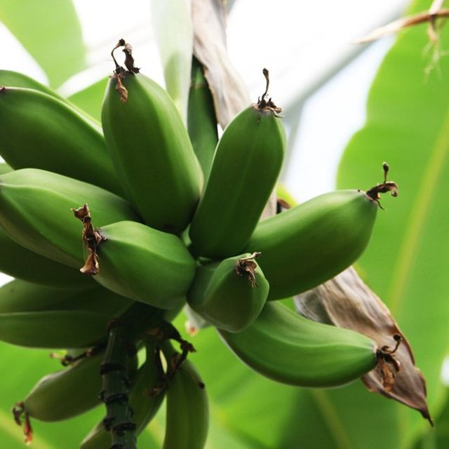 Banana Robusta