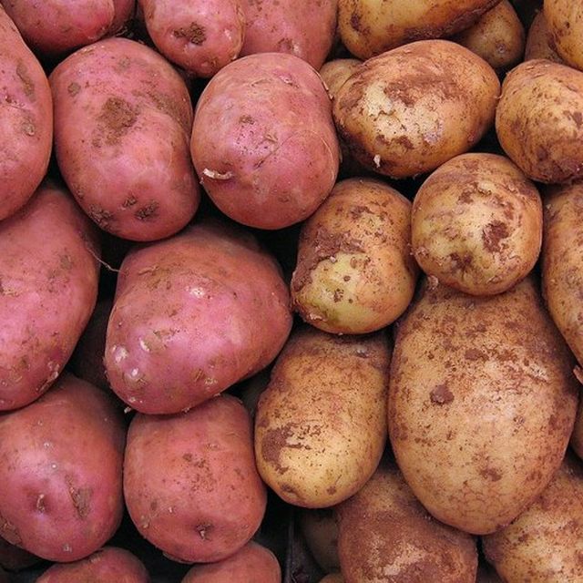 Potato