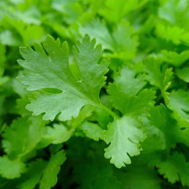 Coriander